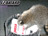 racoon